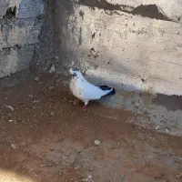 کبوتر تهرانی