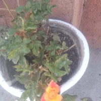 گل طبیعی|گل و گیاه طبیعی|گلبهار, نوبهار|دیوار
