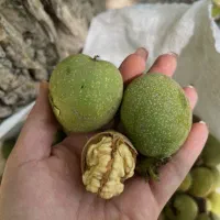 بازارچه محصولات طبیعی ملایر و تویسرکان(گردو وشیره)