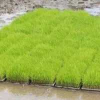 توم هاشمی و علی کاظمی