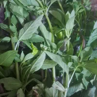 به یک شاگرد آقا نیازمندم