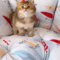 بچه گربه پرشین اسکاتیش بریتیش irancats|گربه|رشت, انصاری|دیوار