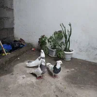 کبوترکفترطوقی۳عدد|پرنده|تالش, هشتپر|دیوار