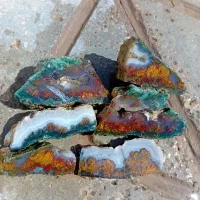 شجر درجه یک شهرم س قلعه