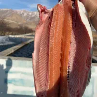 ماهی قزل آلا