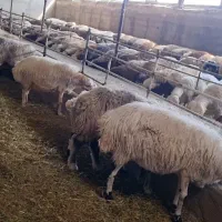 کارگر جوان برای دامداری