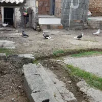 کفتر های سرحال|پرنده|بندر ترکمن, |دیوار