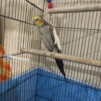 عروس هلندی سخنگو