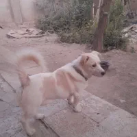 سگ پاکوتاه