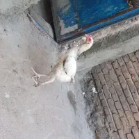 دو عدد خروس لاری