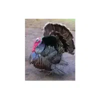 خروس  و بقلمون محلی|حیوانات مزرعه|چناران, |دیوار