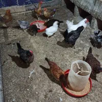 مرغ و خروس گلین و گیل اصل گیلانی|حیوانات مزرعه|پیشوا, |دیوار