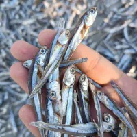 ماهی متوتا|ماهی|قشم, |دیوار