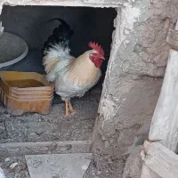 1عدد خروس به فروش میرسد با آواز خوانی