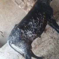 گوساله نر