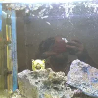 اکواریوم|ماهی|تهران, علم و صنعت|دیوار