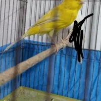 قناری ماده|پرنده|مبارکه, |دیوار