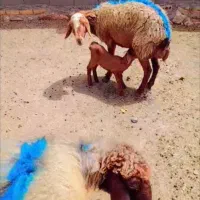 یک جفت میش بره دار دندان صدفی جفت بره نر