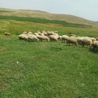 گوسفند|حیوانات مزرعه|سرعین, |دیوار