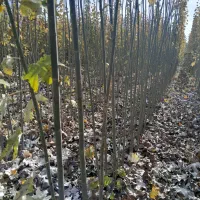 نهال پشت برگ نقره ای راجی سیاه کبوده خریداز تولیدی