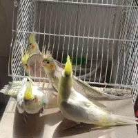 عروس هلندی مولد با سه تا جوجه