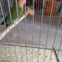 طوطی برزیلی|پرنده|کوزران, |دیوار