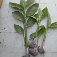 گل اختر خارجی