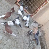 کفتر جوجه آس|پرنده|قم, کیوانفر|دیوار