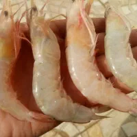میگو درشت