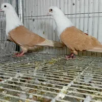 کلاغ کربلایی کله چپ رنگه هوایی جنگنده