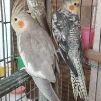 عروس هلندی جفت|پرنده|کیش, |دیوار