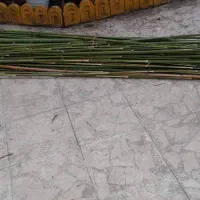 نی خیزران صاف وبلند|گل و گیاه طبیعی|گوراب زرمیخ, |دیوار