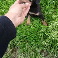 توله دوبرمن اصیل