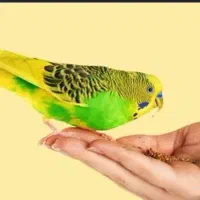 مرغ عشق گمشده