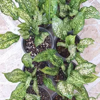 ۱۰ گلدان آگلونما برفی