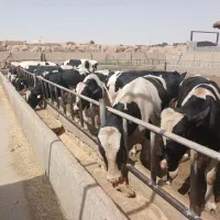 گوساله
