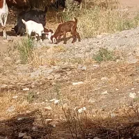 دامداری نزدیک به تربت جام