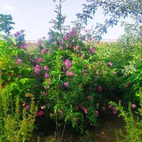 تور شاد شاد بابلسر 5 روزه