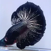 ماهی فایتر پلاکت هافمون|ماهی|تهران, قصر فیروزه ۱|دیوار