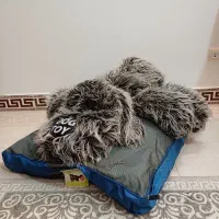 پت شاپ|لوازم جانبی حیوانات|شیراز, معالی‌آباد|دیوار