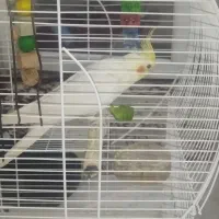 عروس هلندی نر باقفس