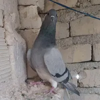 کبوتر دمگیر|پرنده|اصفهان, رزمندگان|دیوار