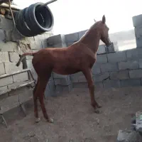 کره مادیان درهشوری