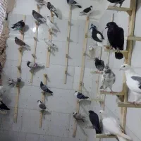 کفتر پرش کفتر بوم
