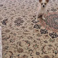 توله شی واوا  نر|سگ|فولادشهر, C5|دیوار