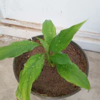 گلهای زیبا|گل و گیاه طبیعی|تبریز, |دیوار