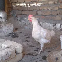 مرغ ماشینی تخم گذار سرحال|حیوانات مزرعه|قم, لسانی|دیوار