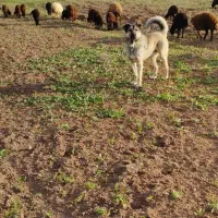 سگ سرابی گله ای و نگهبانی