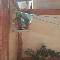 قناری نر مست رقاص