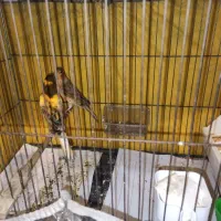 قناری مولد|پرنده|تهران, استخر|دیوار